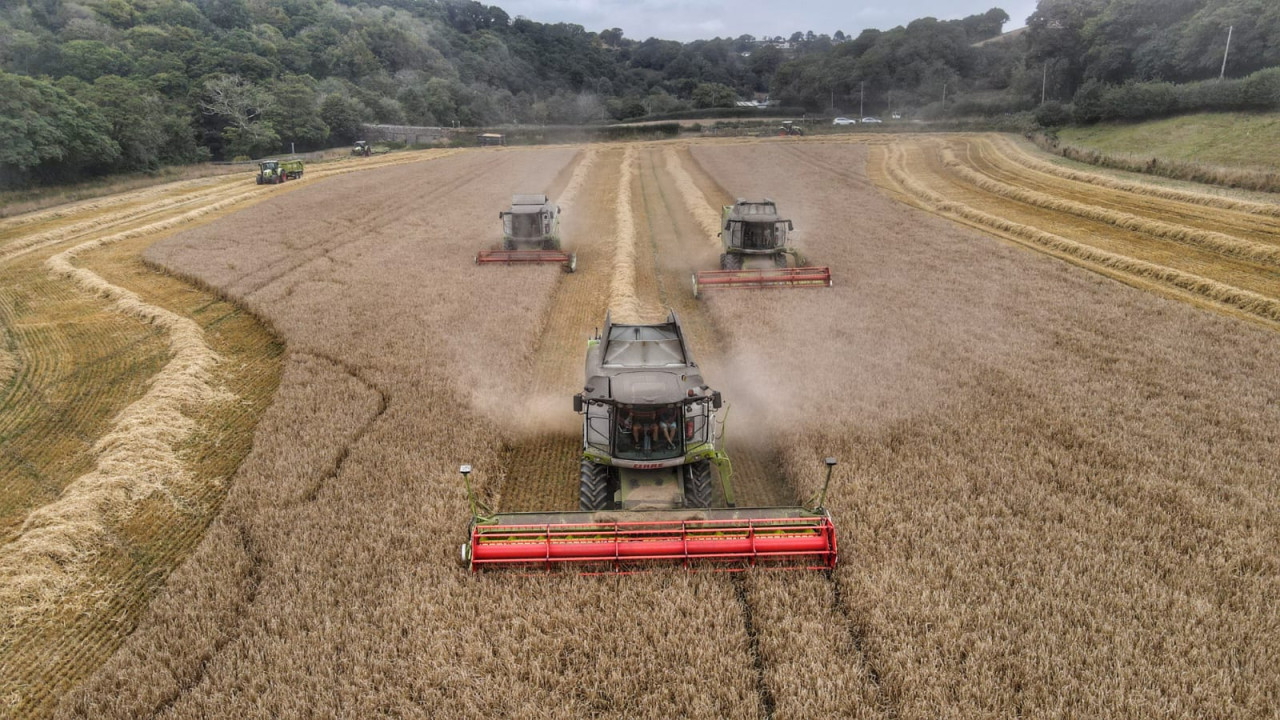 Three CLAAS combines in formation and harvesting in October